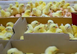 kelebihan ayam broiler