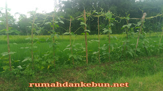cara menanam kacang panjang