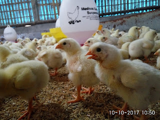 manfaat tanaman herbal untuk ayam broiler