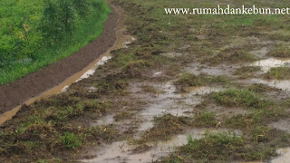 pengolahan ladang tanaman padi