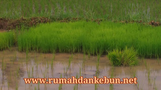penyemaian tanaman padi