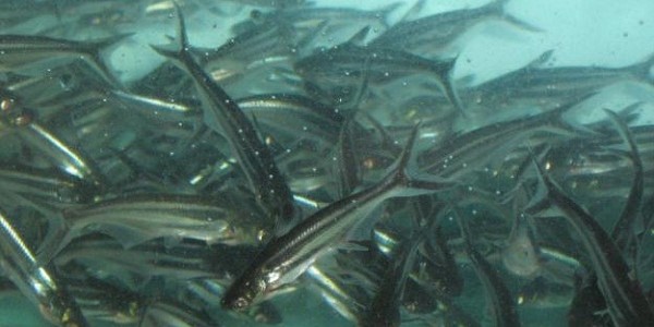 Benih Ikan Patin