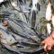 Biskuit Ikan Patin