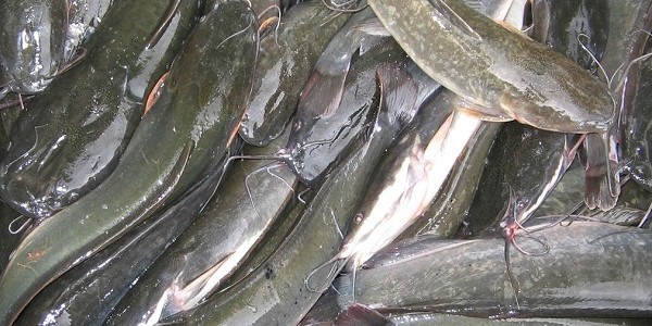 Ikan keli