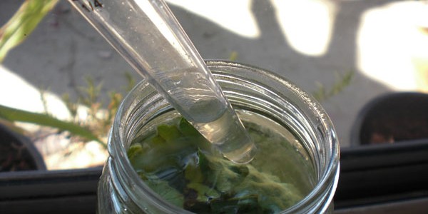 budidaya infusoria