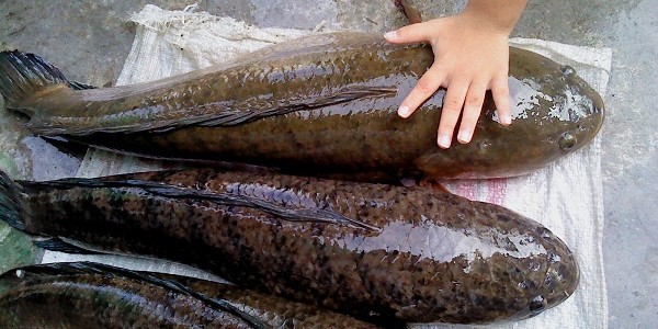Budidaya Ikan Haruan