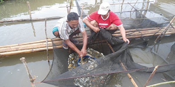 budidaya ikan mas cianjur