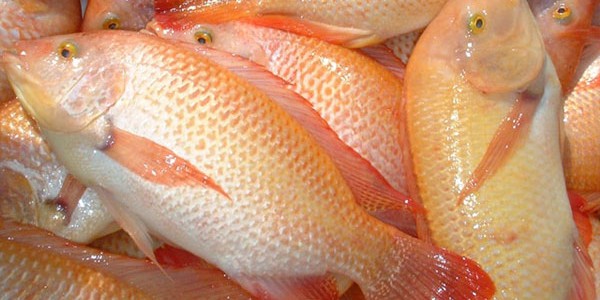 Harga Ikan Nila