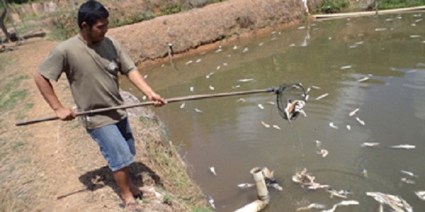 Ikan Nila MAti