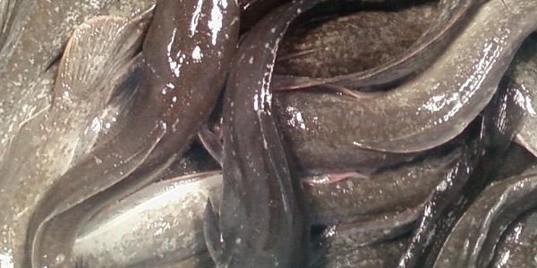 panenlelesangkuriang
