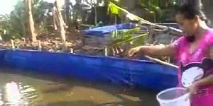 peternakan lele sangkuriang kolam terpal