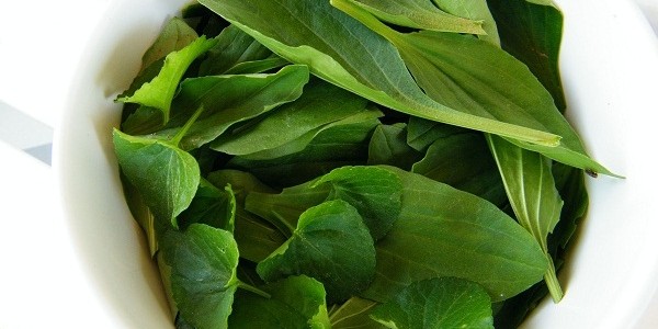 ramuan herbal lele