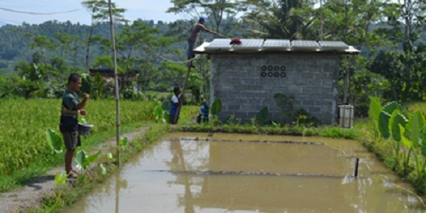 selsuryabudidayaikan