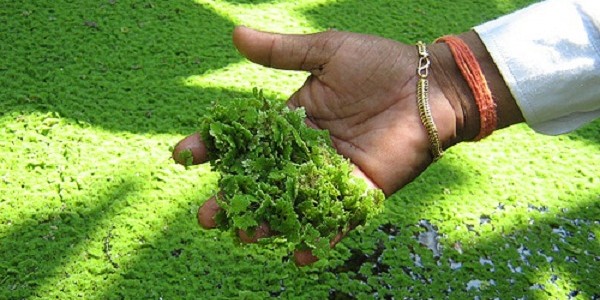 azollapakangurami