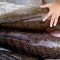 Biskuit Ikan Gabus