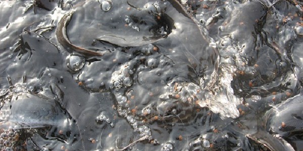 bisnislele