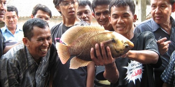 diklatguramiguba
