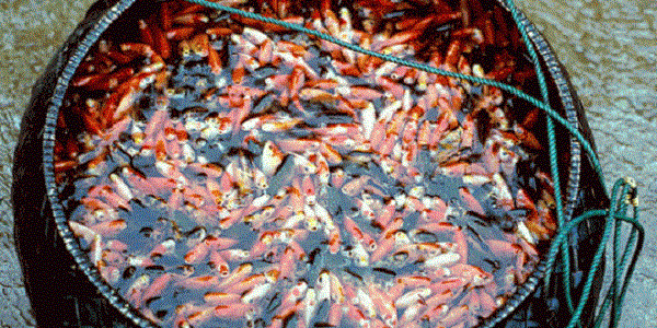 eksporikanhias