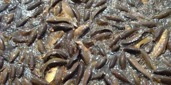 harga ikan tawar