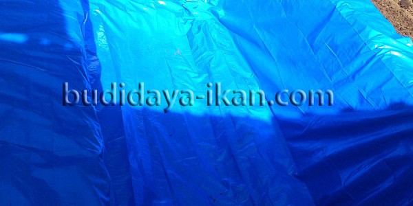 Kolam Terpal Alas Sekam