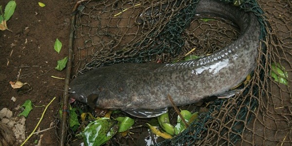 lelepiton