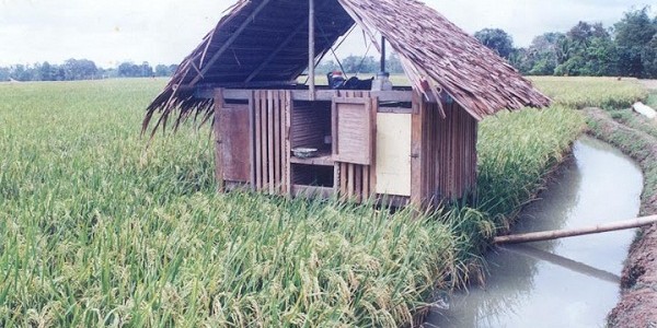 minapadijajarlegowo