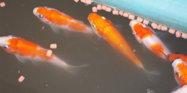 nafsumakanikan