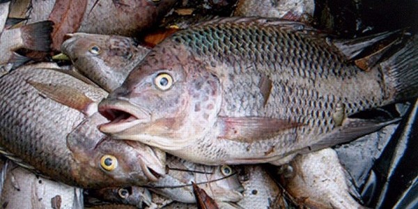 Pupuk Ikan Mati