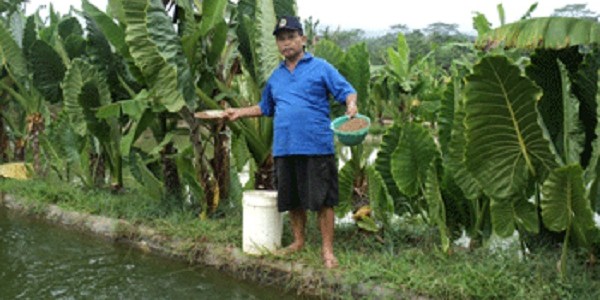 pakanherbalgurami