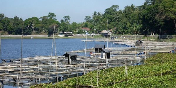 fenomena koyok ranu klakah