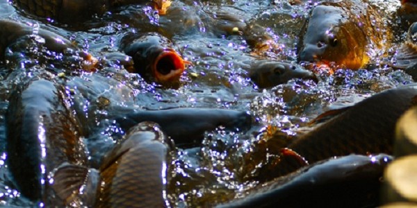 Ikan Mas Jatiluhur