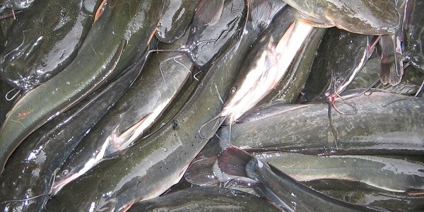 Ikan keli