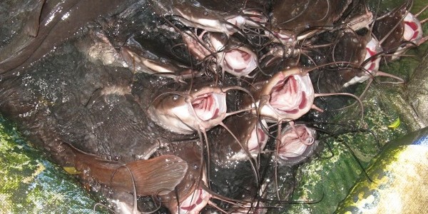 jual ikan lele