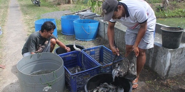 kampunglelesleman