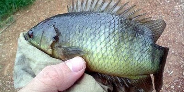 Budidaya Ikan Pepuyu Betok