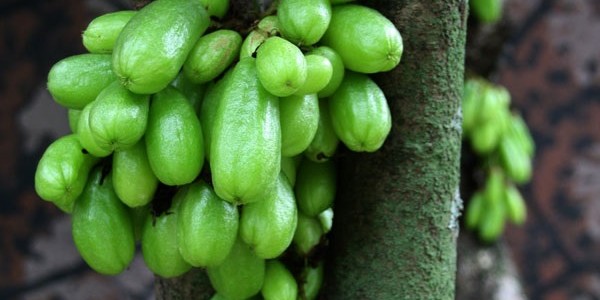 belimbingwuluhvitaminikan