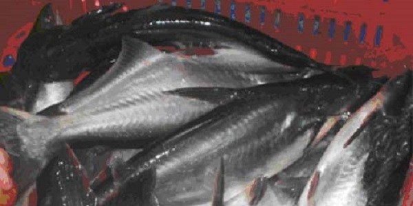 Pemasaran Ikan Patin