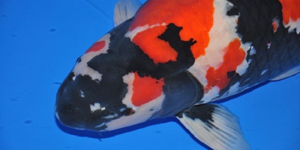 budidayaikankoi