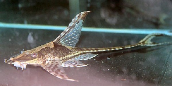 Budidaya Ikan Sapu Helikopter