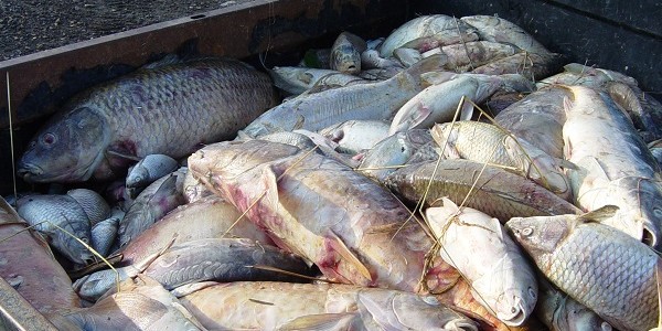 KHV Koi Herpes Virus
