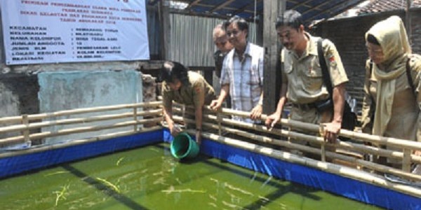 Lele Kolam Terpal
