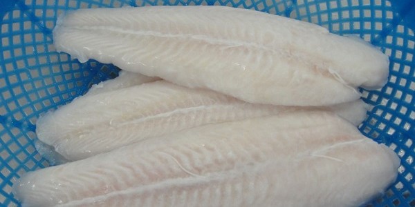 eksporikanpatin