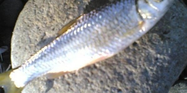 Ikan Bilih Langka