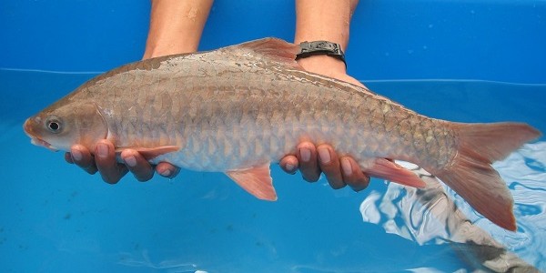 IKan Tor Tambra