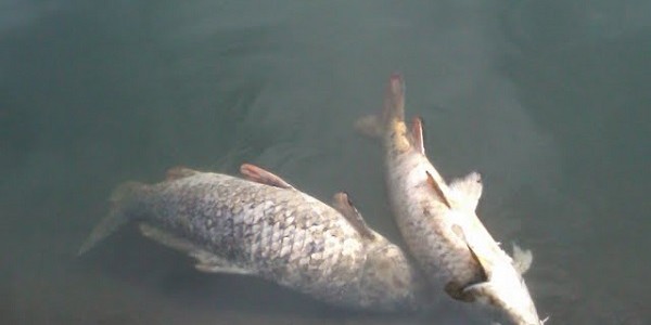 Koi Herves Virus