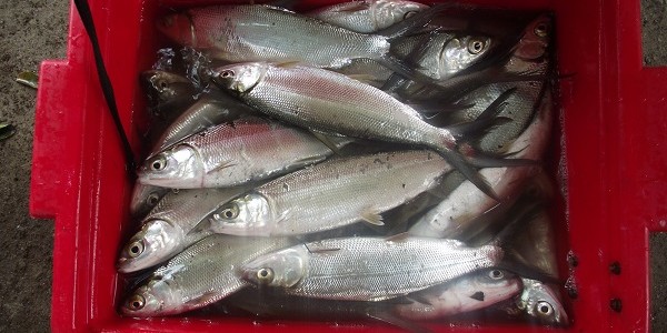 Panen Ikan Bandeng
