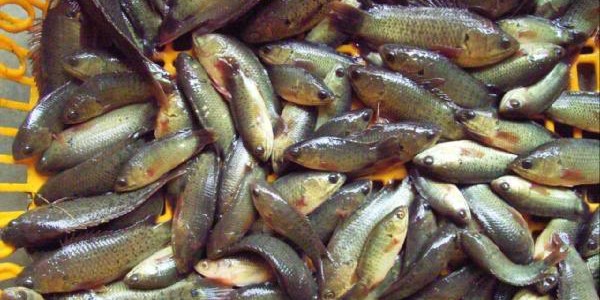 Benih Ikan Papuyu