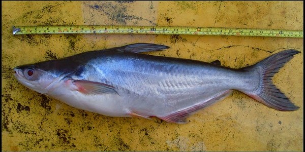 Ikan Patin Pasupati