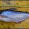 Ikan Patin Pasupati