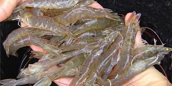 Budidaya Udang Vaname
